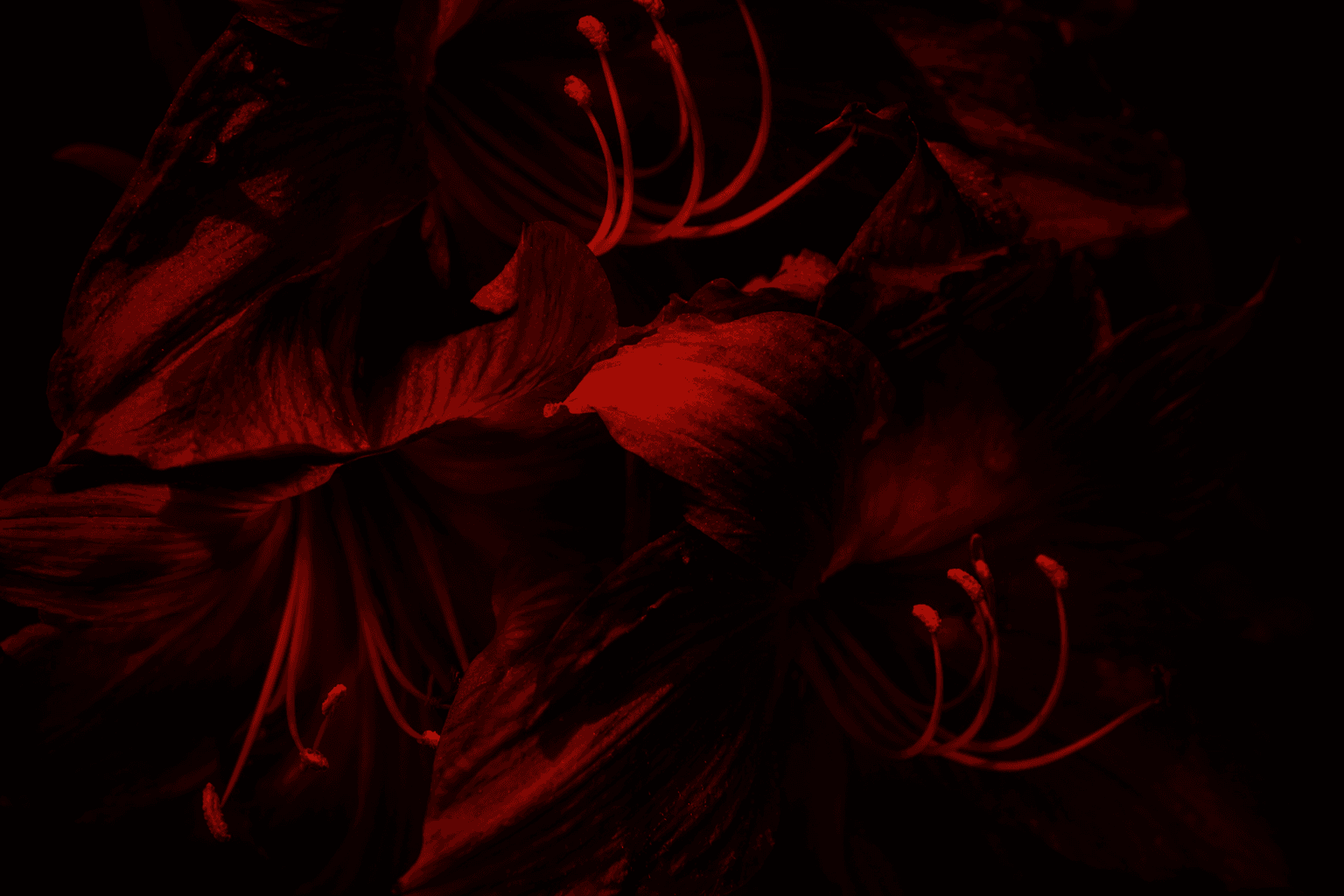 Rhododendron